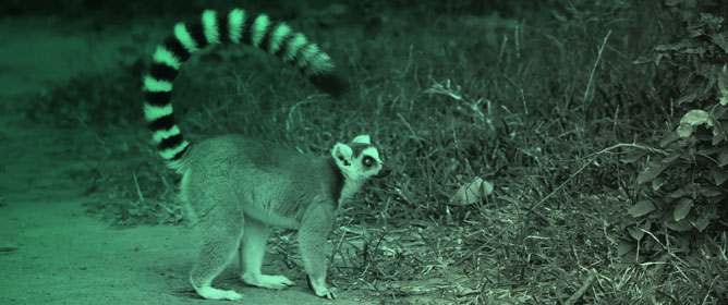 Inter-Regional Comparisons of Gut Microbiota of Endangered Ring-Tailed Lemurs in Captivity: Insights into Environmental Adaptation and Implications for Ex Situ Conservation