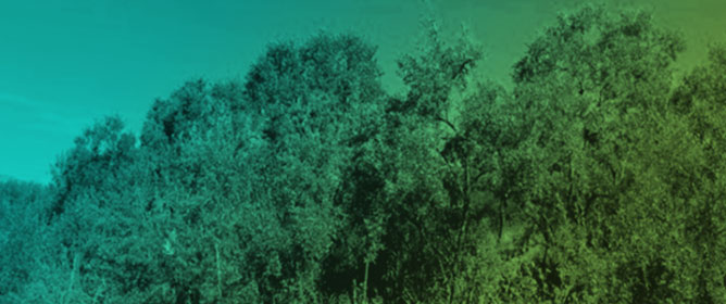 Ecological and Regenerative Performance of <em>Hippophae rhamnoides</em> L. Cultivars and Forms Maintained at the Altai Botanical Garden