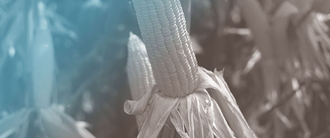 Agronomic Effectiveness of Biochar&ndash;KCl Composites for Corn Cultivation in Tropical Soils