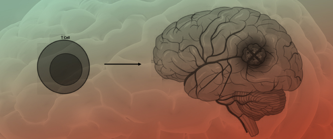Utility of Peptide Vaccines Against Viruses in GBM