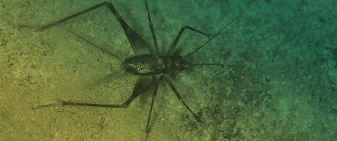 Crickets Among Diamonds: Uncovering a New Genus of Phalangopsidae (Orthoptera: Grylloidea) from Caves in Central Bahia State, Brazil