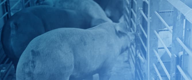 Strategic Use of High Phytase in Space-Restricted Finishing Pigs