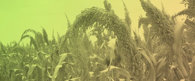 Seed Rate and Row Spacing Effects on Yield and Quality of Sorghum Maturity Groups Under Central European Conditions