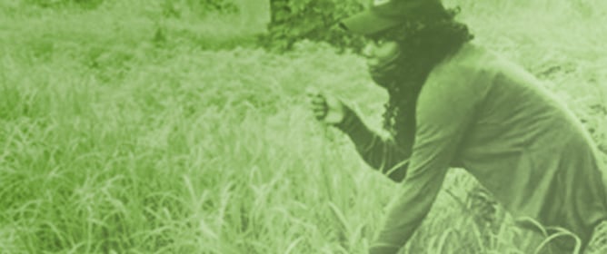 A Comparison of Biomass Production and Quality of Congo and Rhodes Grasses in Nigeria