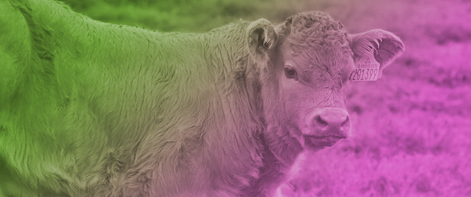 Effects of Clipping Heifer Hair Coats on Vaginal Temperatures and Performance of Fall-Born Heifers Stocked on Toxic Endophyte-Infected Tall Fescue During the Summer <sup>&dagger;</sup>