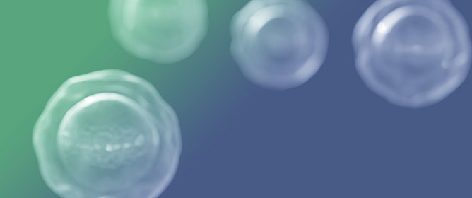 A Thymus-Independent Artificial Organoid System Supports Complete Thymopoiesis from Rhesus Macaque-Derived Hematopoietic Stem and Progenitor Cells