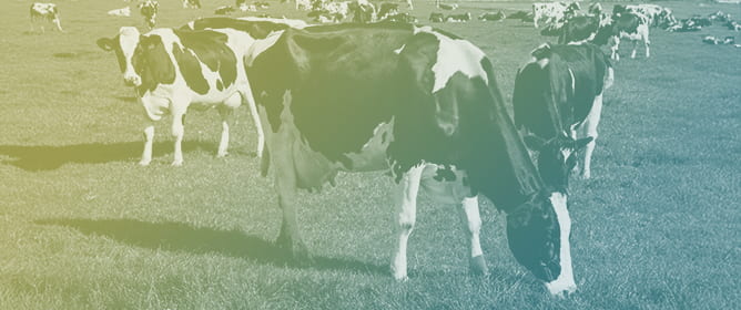 Rumen Fluid Metabolomics and Microbiome Profiling of Dairy Cows Fed Combinations of Prebiotics, Essential Oil Blend, and Onion Peel Using the RUSITEC System