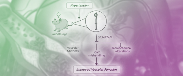 Effect of Antihypertensive Losartan on Ca<sup>2+</sup> Mobilization in the Aorta of Middle-Aged Spontaneously Hypertensive Female Rats