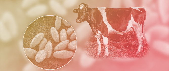 Integrated Surveillance for Human and Animal Brucellosis in Kenya: A Predictive Analysis