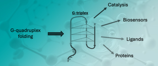 From Triads to Tools: A Comprehensive Review of the Expanding Roles of G-Triplex Structures