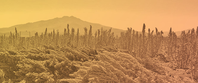 Germplasm Pools for Quinoa Improvement