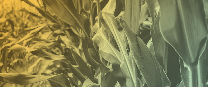 Occurrence and Management of Plant-Parasitic Nematodes in Mozambique: A Review