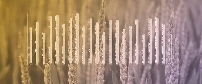 Transcriptional Regulation of Salt Stress Tolerance in <em>Triticum aestivum</em> (Wheat): NAC Transcription Factors and Their Target Genes