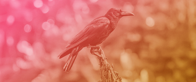 Sudden Motion in Owl Decoys Triggers Crow Avoidance