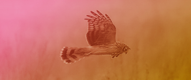 Mammal Hunting in Wintering Hen Harriers: Drivers of Touchdown Success