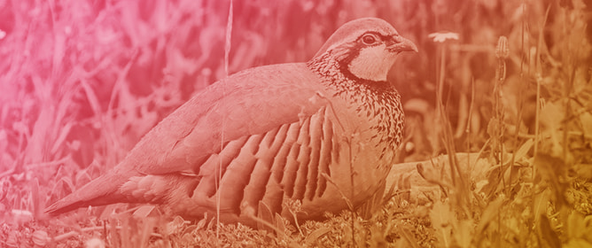 Genetic Identity of the Red-Legged Partridge from Madeira