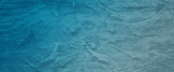 Noise Sources and Music Stimuli in Teleost Fish Aquaculture Systems&mdash;A Review