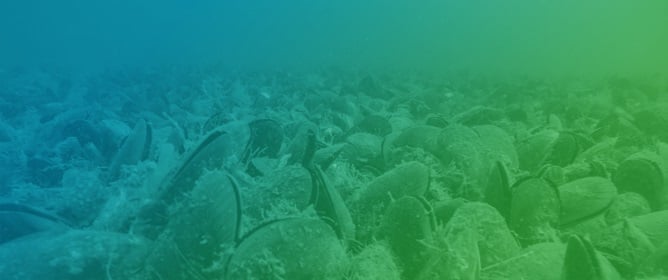 Mussel Restoration Across an Estuarine Environmental Gradient: Implications for Site Selection