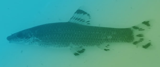 Microsatellite-Based Evaluation of Genetic-Distance-Driven Crossbreeding in the Endangered Freshwater Fish <em>Pseudopungtungia nigra</em>