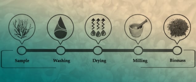 Brown Algae-Derived Polysaccharides: From Sustainable Bioprocessing to Industrial Applications