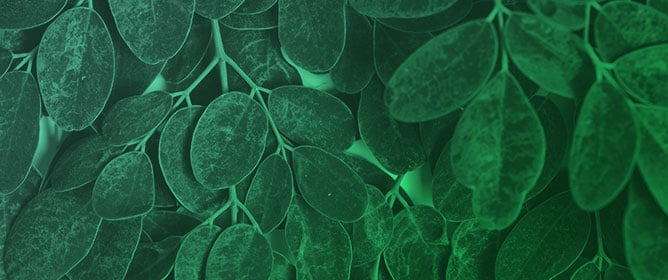 Effects of <em>Moringa oleifera</em> Lam. Supplementation on Cardiometabolic Outcomes: A Meta-Analysis of Randomized Controlled Trials with GRADE Assessment