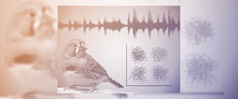 Benchmarking Automated and Semi-Automated Vocal Clustering Methods