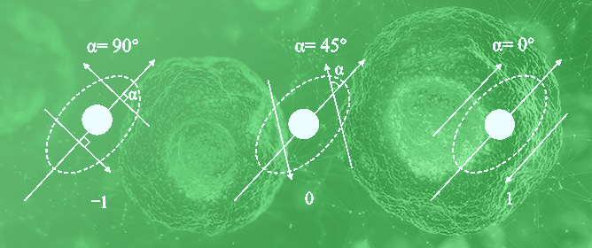 In Vitro Experimental and Numerical Simulation Study on the Influence of Uniaxial Cyclic Compression on Cytoskeletal Structure