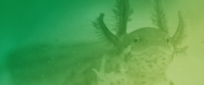 Environmental Correlates of Facultative Paedomorphosis in Newts from a Greek Biodiversity Hotspot: Is Staying Young Enough to Stay Alive?