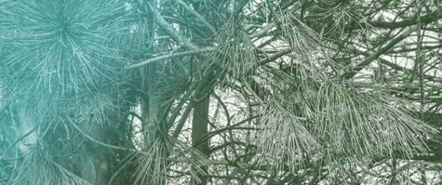 Host-Specific Fungal Assemblages, Dominated by Ophiostomatoid Taxa, in Scots Pine Bark Beetles from Slovakia Revealed by Metabarcoding