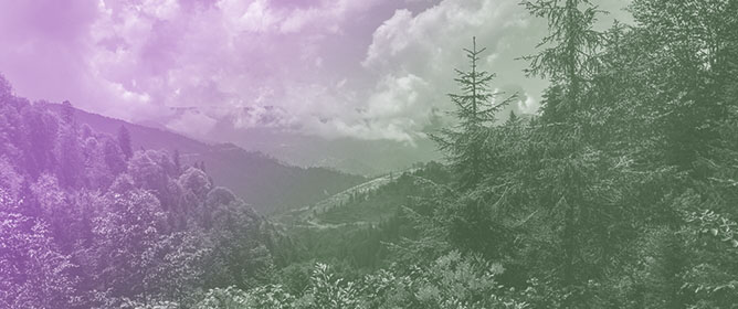 Between Old Law and New Practice: The Policy&ndash;Implementation Gap in T&uuml;rkiye&rsquo;s Forest Governance Transition