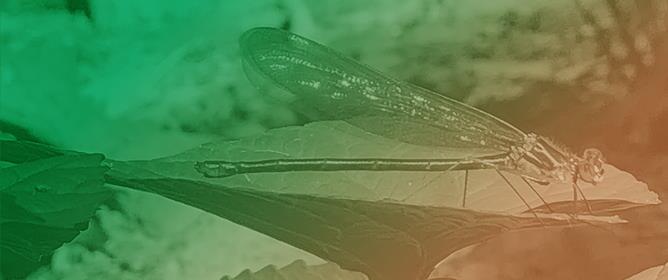 Forecasting Divergence: Climate-Driven Habitat Shifts in North American Odonates Depend on Functional Groups