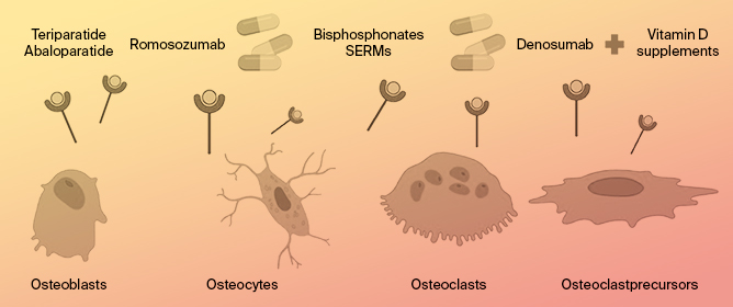 Skeletal Health in Pituitary and Neuroendocrine Diseases: Prevention and Treatments of Bone Fragility