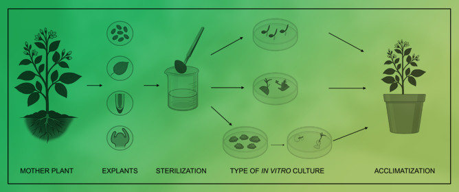 Tissue Culture for Conservation of Coastal Plant Species in the Baltic Sea Region: A Review of Protocols, Opportunities, and Challenges