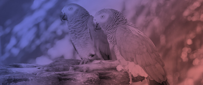 Estimating Abundances of the Globally Threatened African Grey Parrot