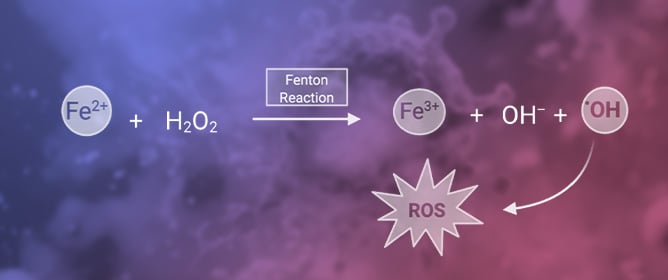 Ferroptosis&mdash;The &ldquo;Double-Edged Sword&rdquo; in Cancer