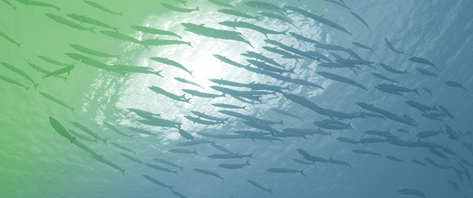 Experimental Fish Models in the Post-Genomic Era: Tools for Multidisciplinary Science