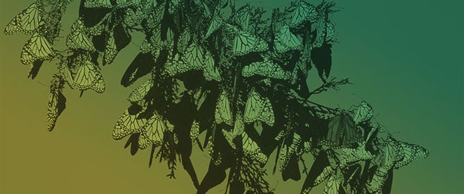 Phenology and Abundance of Monarch Butterflies in the Pacific Northwest, USA