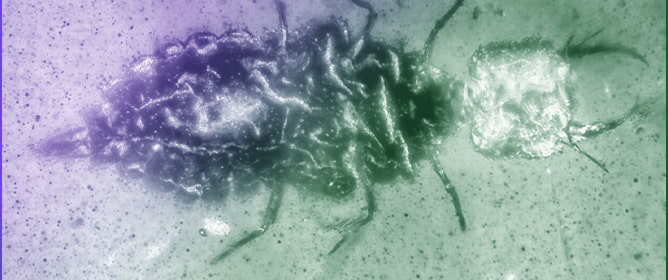 Diversity of Spoon-Winged and Thread-Winged Lacewing Larvae