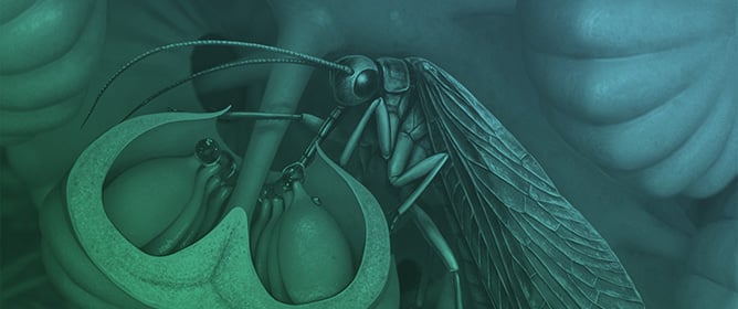 Insect Pollination Since the Pre-Flower World