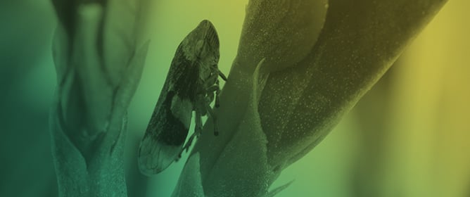 Ultrastructure of Johnston's Organ and Brain in <em>Philaenus spumarius</em>