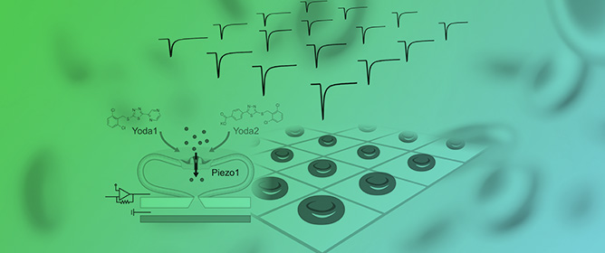 Piezo1 Channel Activators Yoda1 and Yoda2 in the Context of Red Blood Cells