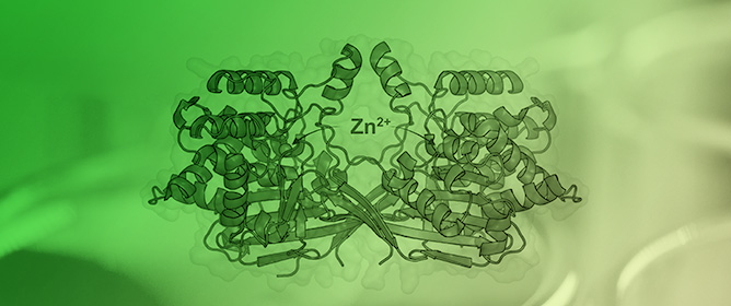The Active Site of Class 3 L-Asparaginase Contains Two Ser-Lys Tandems