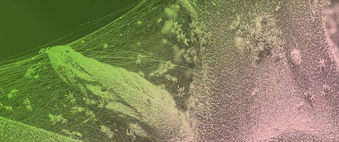 Effects of Selected Biopesticides on Two Arthropod Pests of <em>Cannabis sativa</em> L. in Northeastern Oregon