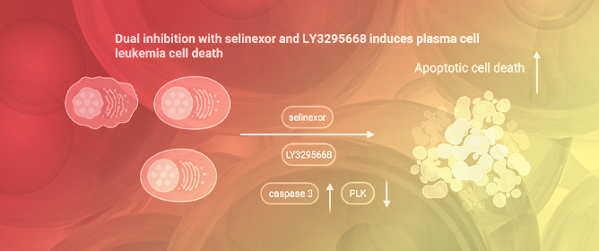 Therapeutic Potential of Exportin 1 and Aurora Kinase A Inhibition in Multiple Myeloma Cells