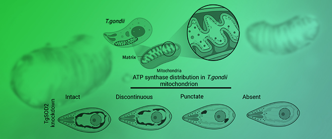 Elucidating the Role of <em>Toxoplasma gondii</em>&rsquo;s Mitochondrial Superoxide Dismutase