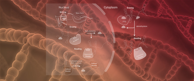 Mechanisms at the Intersection of lncRNA and m6A Biology