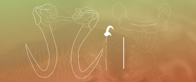 The Genus<em> Gyrodactylus</em> von Nordman, 1832 (Monopisthocotyla: Gyrodactylidae) from Freshwater Fishes in Bulgaria: A Museum-Based Revision