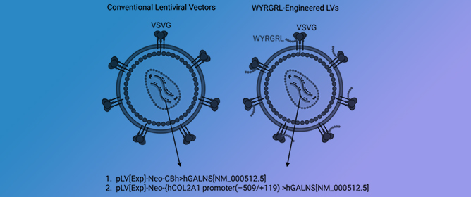 Collagen Type II-Targeting Lentiviral Gene Therapy for Mucopolysaccharidosis IVA