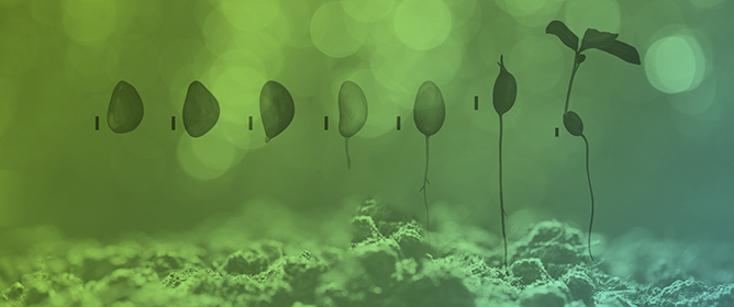 Metabolic Dynamics of Primary Reserves During Germination and Early Growth of Cultivated Brazil Nut Tree Genotypes