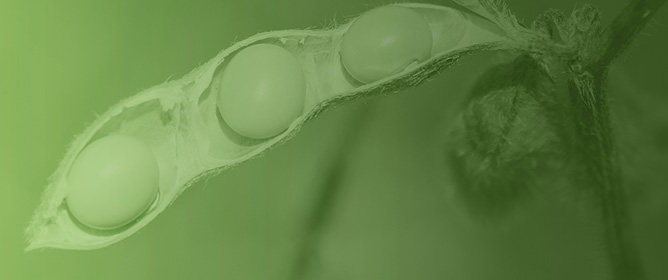 Soybean [<em>Glycine max</em> (L.) Merrill] Growth and Yield Responses to Cultivar and Nitrogen Fertilization